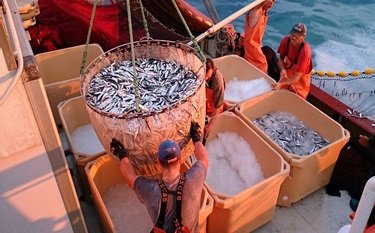 Insulated fish and meat containers